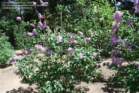 Plantfiles Pictures Common Lilac French Lilac Ambassadeur Syringa