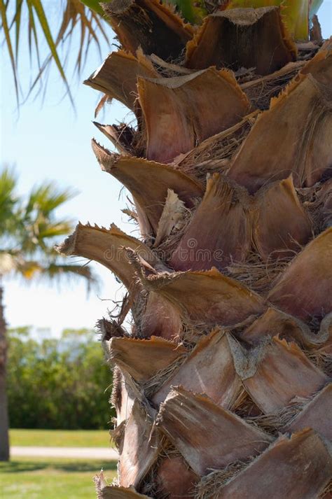 Trunk Of Palm Tree Stock Image Image Of Frame Bark 30092593