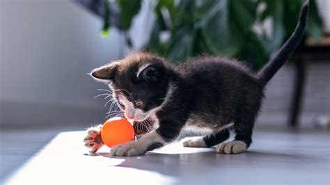 How to play with a kitten: tips for fun and games with your tiny feline ...