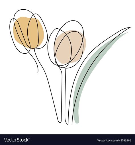 Tulip Flower Line Art Contour Drawing Minimalism Vector Image On