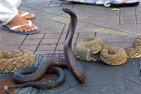 Reptilien Bilder - Wildlife Media Bildagentur - Natur und Umwelt im Bild