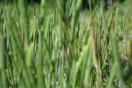 Tymotka Boehmera Phleum Phleoides 1 5 L Trawy