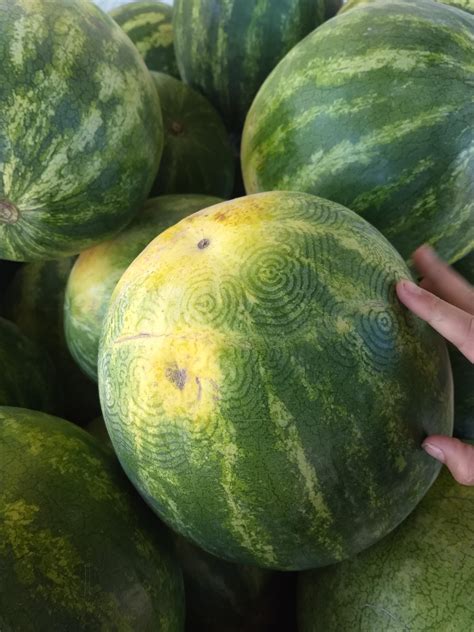 This Watermelon At The Grocery Store Rmildlyinteresting