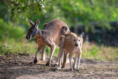 Kangaroo In Natural Habitat Australia Stock Image - Image of down ...