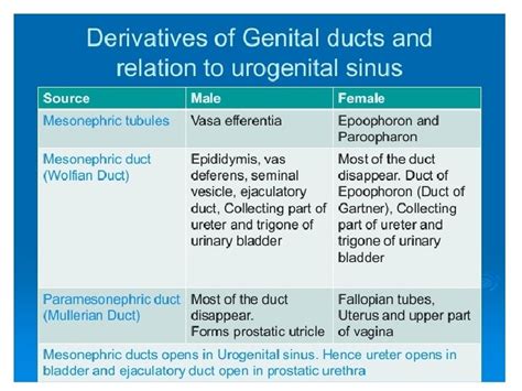 Genital Organs Embryology Secondary Sex Organs Secondary Genital