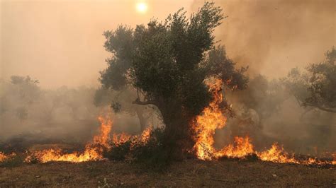 Almenys 26 refugiats moren en un incendi forestal després d haver