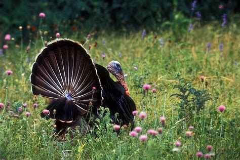 Passport to Texas » Blog Archive » Habitat and Turkey Restoration