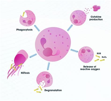 Neutrophils: Neutrophil Function, Origin and Related Conditions ...