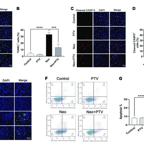 Effects Of Ptv On Neomycin Triggered Hei Oc Cell Apoptosis A C