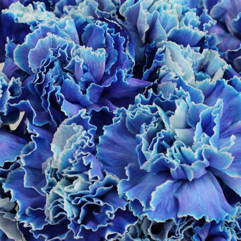 Blue Tinted Carnation Flowers