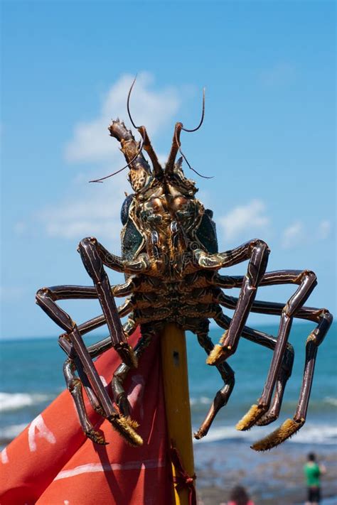 Two Huge Crayfish in the Water Stock Image - Image of family, ocean ... 