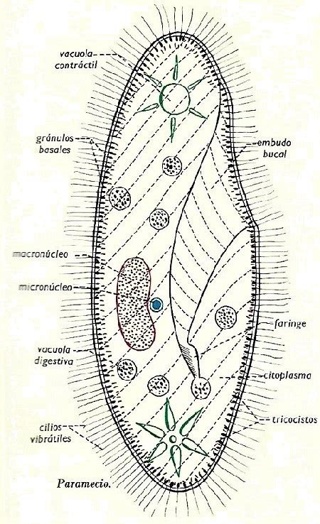 Paramecio Estructura De Un Paramecio