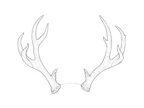 Image Result For Antler Drawing Antler Drawing Antler Illustration