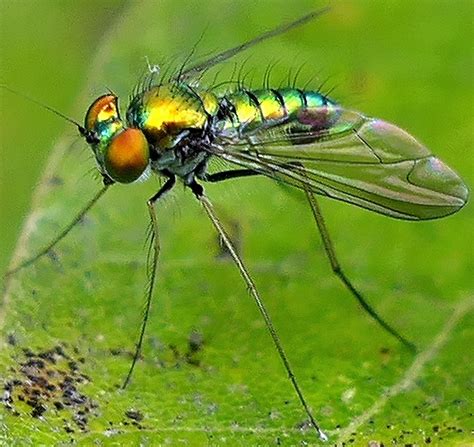 Long Legged Fly Condylostylus Bugguide Net