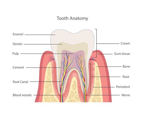 Tooth Structure Anatomy Of Teeth Dental Medical Illustration