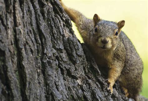TreeTop Bushy Tails