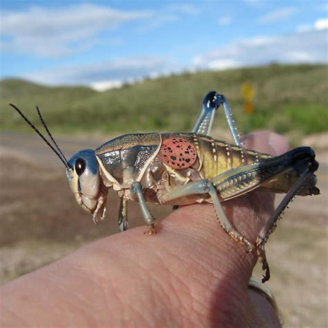 Plains Lubber Grasshopper Brachystola Magna Brachystola Magna Bugguide