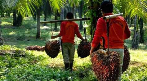 Ptpn V Berantas Hama Sawit Dengan Sycanus Sp Wartaniagaid