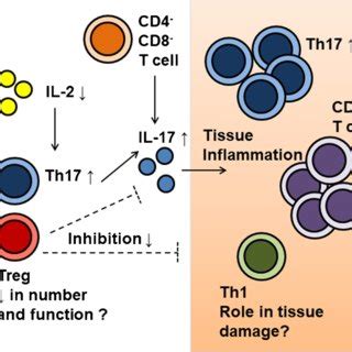 Dysregulated T Cell Subset Distribution And Function Involved In