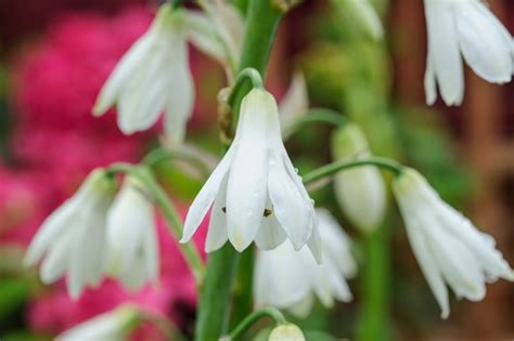 Summer Flowering Bulbs For August