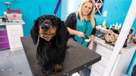 Auto parts store turned dog groomer is “true American success story”