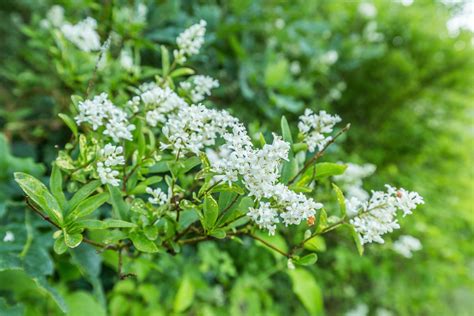 Ligustrum Ovalifolium - Plants To Your Door