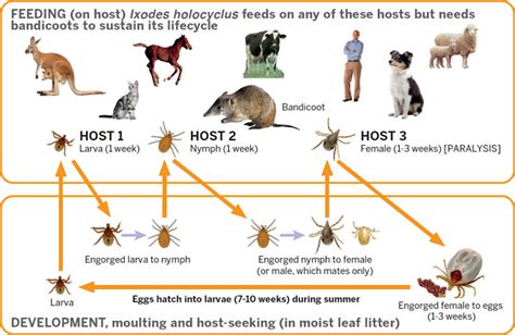 Paralysis Tick Life Cycle