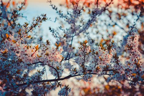 tapety hd pexels