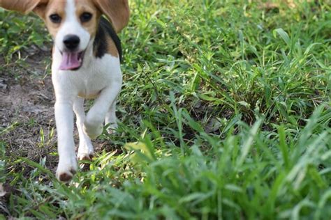 Perro Acostado En La Hierba Foto Premium