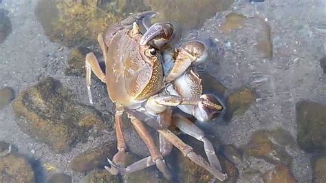 Crabs Mating Youtube