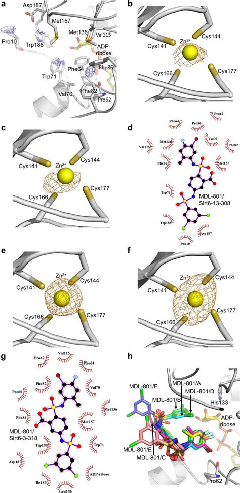 Crystal Structures Of Sirt Complexes With Mdl A Mdl Binding