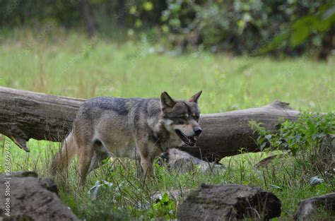 Loup gris (Canis lupus) Stock Photo | Adobe Stock