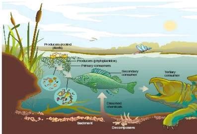 Lake Ecosystem Diagram