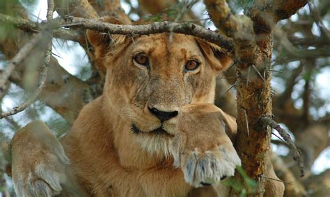 The Tree Climbing Lions Of Ishasha Queen Elizabeth Park