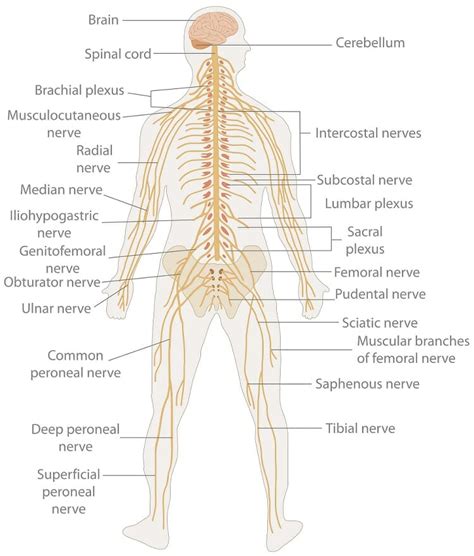 Nervous System Schematic Diagram System Nervous Central Wiki