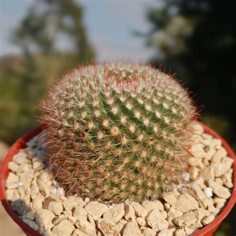 Parodia sanguiniflora – Planet Desert