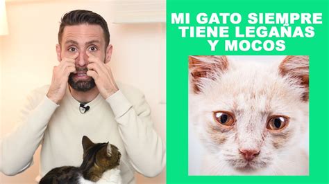 Por qué mi gato tiene tantas legañas y mocos normalmente YouTube