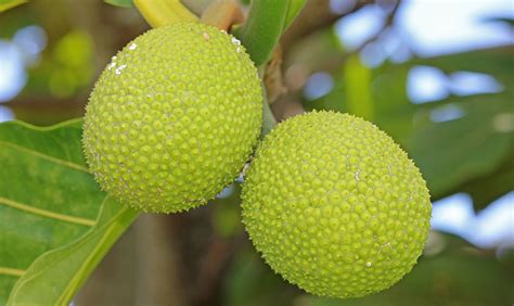 Meet Renown Staple ʻUlu (Breadfruit) – Hawaiʻi 'Ulu Co-op