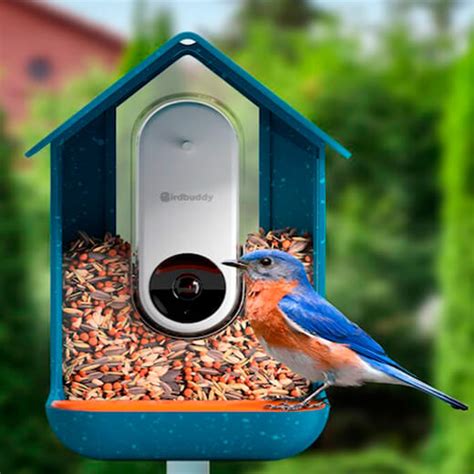 Купить Умная кормушка с камерой Bird Buddy для птиц по цене 11 995 грн ...
