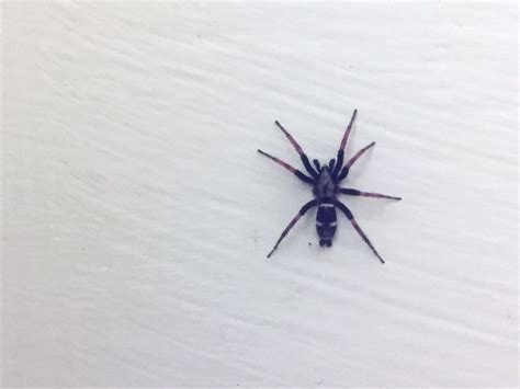 Help Identifying This Fella? Vancouver Island, Canada : spiders