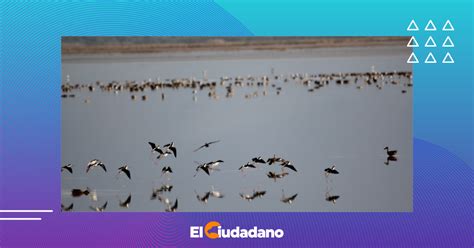 Laguna De Sayula La Magia Del Ecosistema El Ciudadano Jalisco