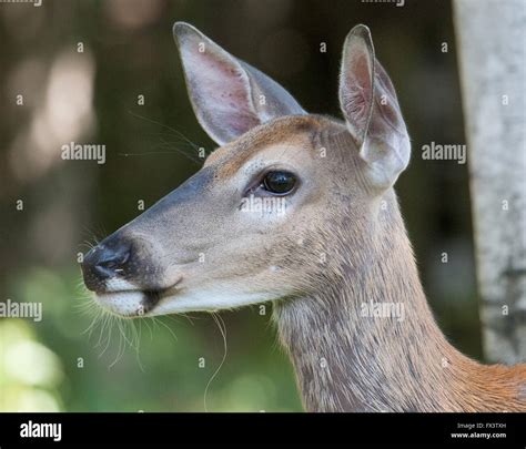 White Tailed Deer Doe Face