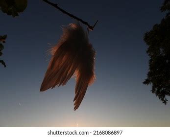 White Angel Wings Sunset Background Stock Photo 2168086897 | Shutterstock