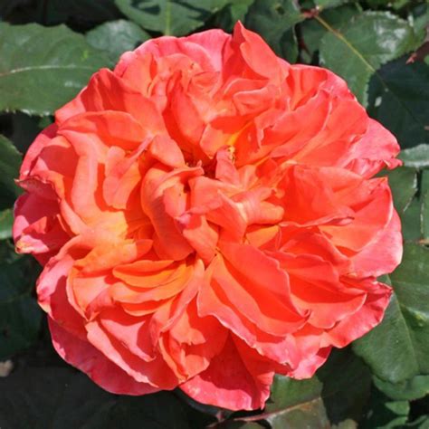 Rene Goscinny's rose (Rene Goscinny): photos, reviews, descriptions ...
