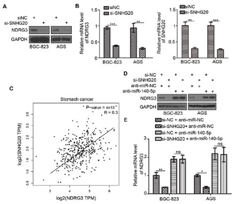 Snhg Regulates Ndrg Expression Via Mir P In Gastric Cancer