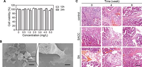 Biocompatibility Of Sacc Both In Vitro And In Vivo A Cytotoxicity