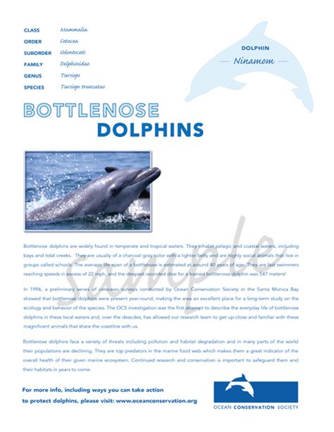 Adopt A Dolphin And Name It For Free Best Sale Hayatiaygun