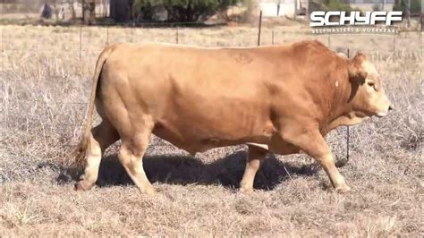 Lot 10 Schyff Beefmasters 2 Aug 2022 Youtube