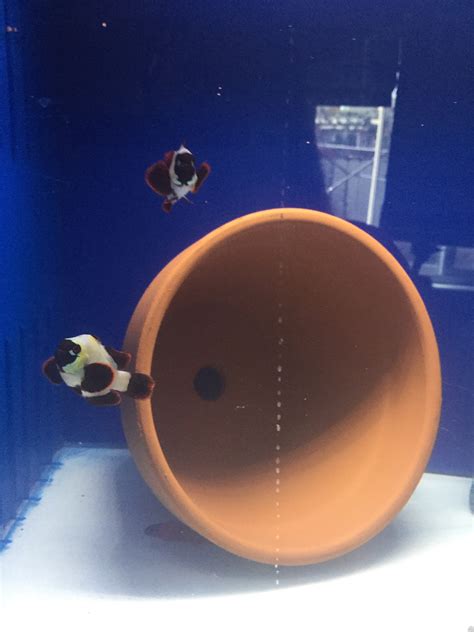 Clownfish breeding set up | Bay Area Reefers | BAR