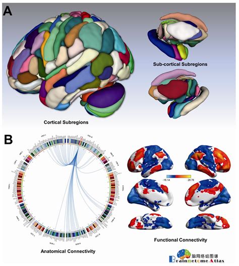 The Human Brainnetome Atlas: A New Brain Atlas Based on Connectional ...